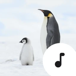 Penguin Sounds & Calls